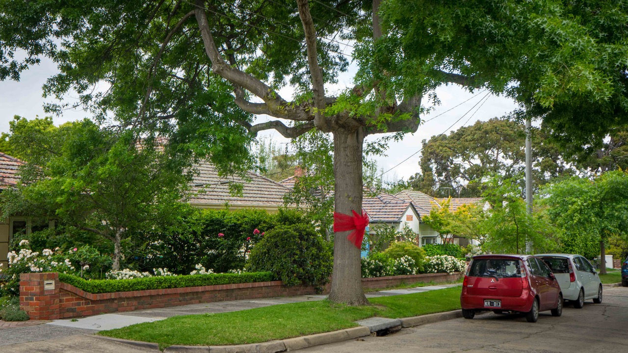 Loss of gardens and tree canopy
